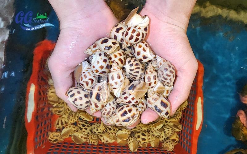 Người bán hàng đang hướng dẫn cách chọn ốc tươi, kiểm tra độ tươi ngon của ốc trước khi mua hoặc chế biến, bí quyết ăn ốc gần đây an toàn